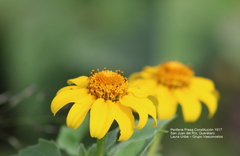 Heliopsis annua