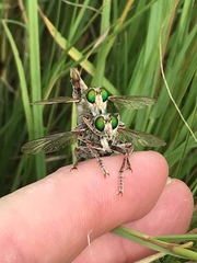 Promachus oklahomensis