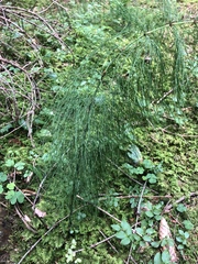 Equisetum sylvaticum