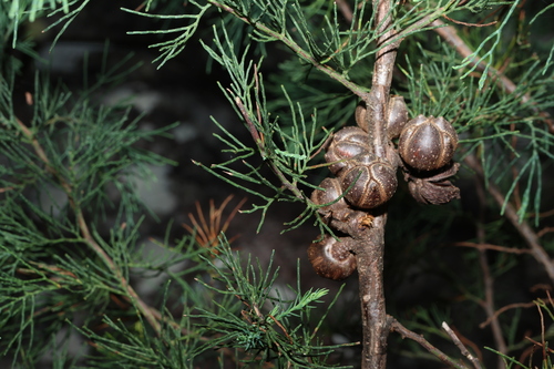 Image of Callitris monticola by (c) Greg Tasney, some rights reserved (CC BY-SA)