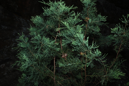 Image of Callitris monticola by (c) Greg Tasney, some rights reserved (CC BY-SA)