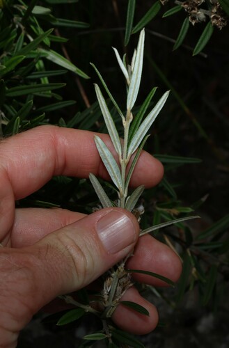 Image of Oxylobium arborescens by (c) Greg Tasney, some rights reserved (CC BY-SA)