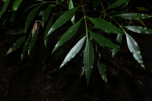 Image of Dorrigo Waratah (Alloxylon pinnatum) by (c) Greg Tasney, some rights reserved (CC BY-SA)