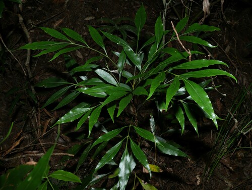 Image of Alloxylon pinnatum by (c) Greg Tasney, some rights reserved (CC BY-SA)