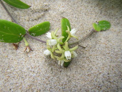 Cynanchum natalitium