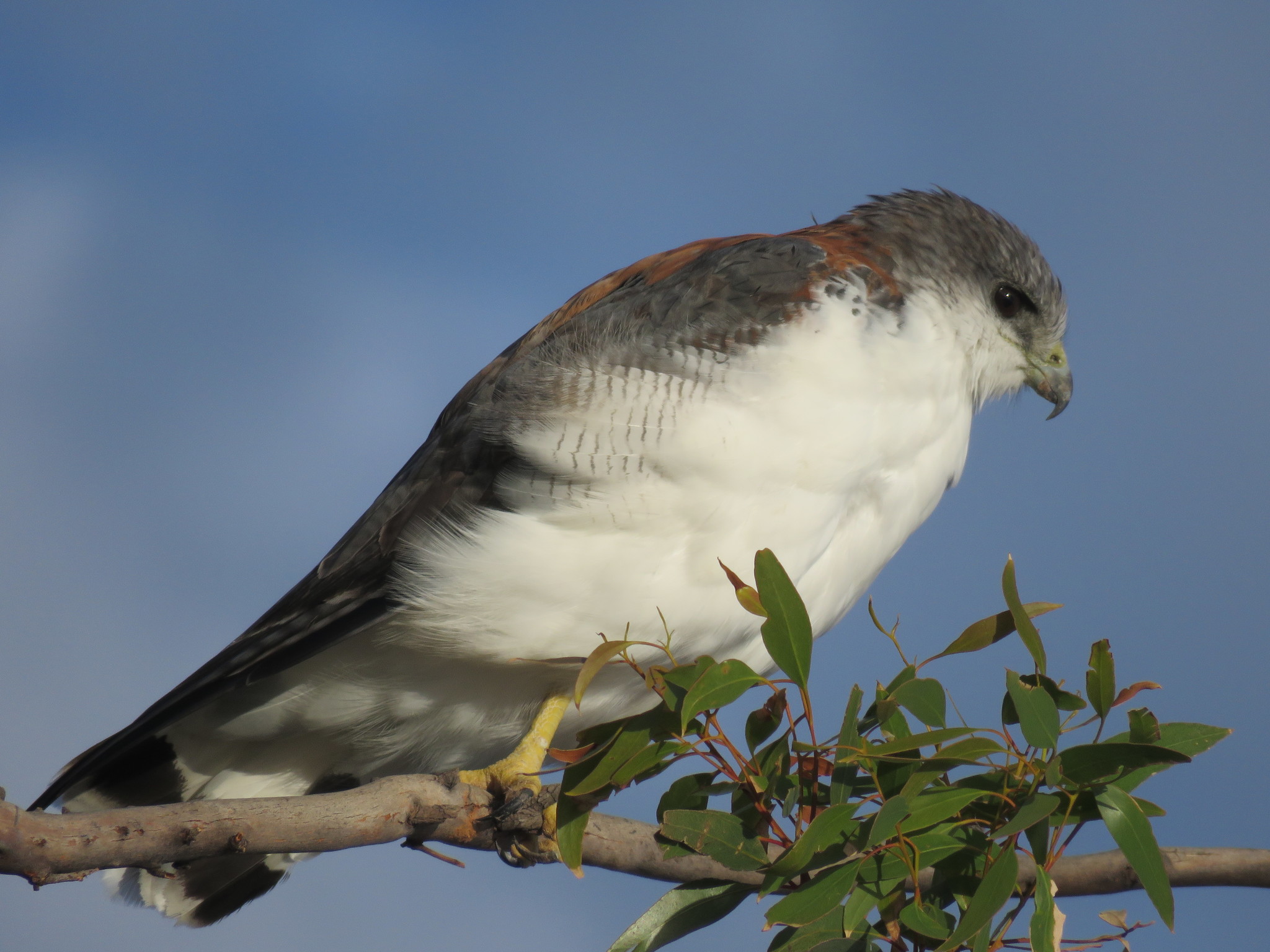 Aguilucho (Geranoaetus polyosoma) · iNaturalist Ecuador