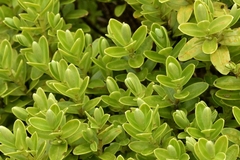 Veronica evenosa, photograph (c) Christopher Stephens, some rights reserved (CC BY-SA)