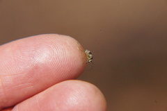 Psocetae