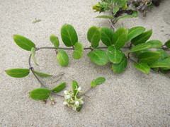 Cynanchum natalitium