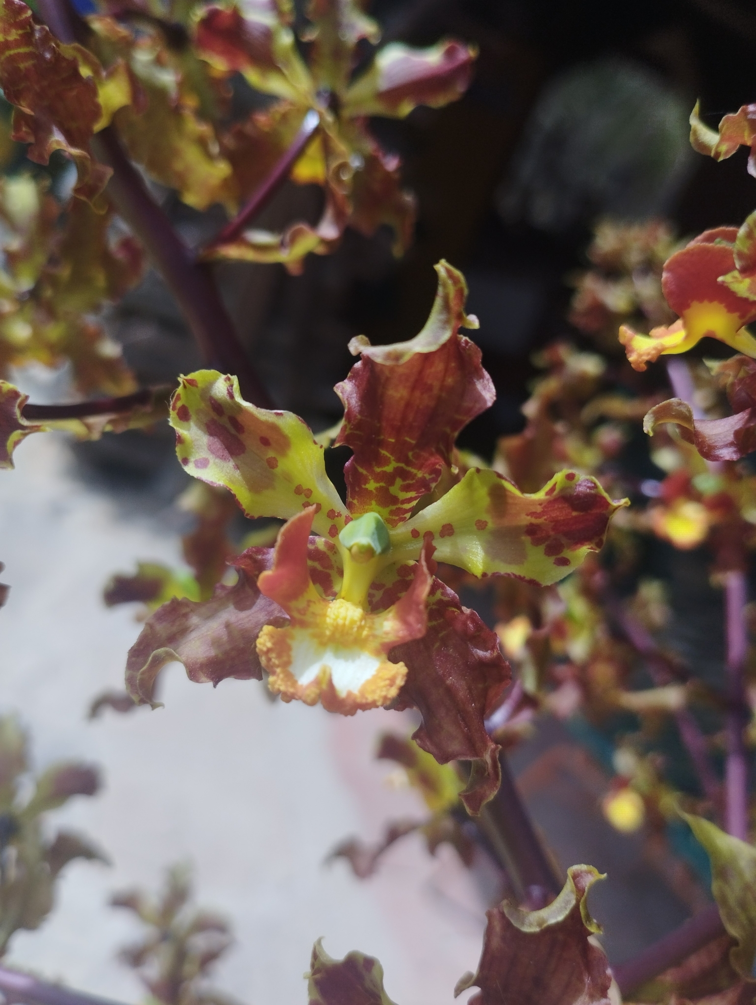 Cyrtopodium paniculatum (Ruiz & Pav.) Garay
