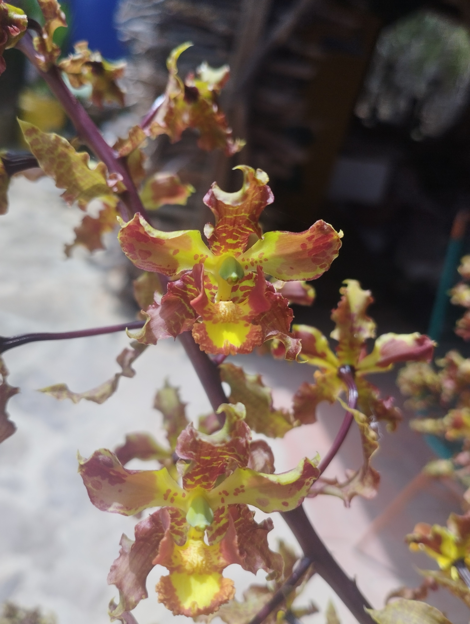 Cyrtopodium paniculatum (Ruiz & Pav.) Garay 2