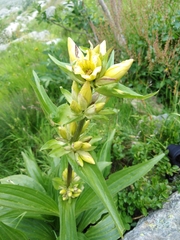 Gentiana