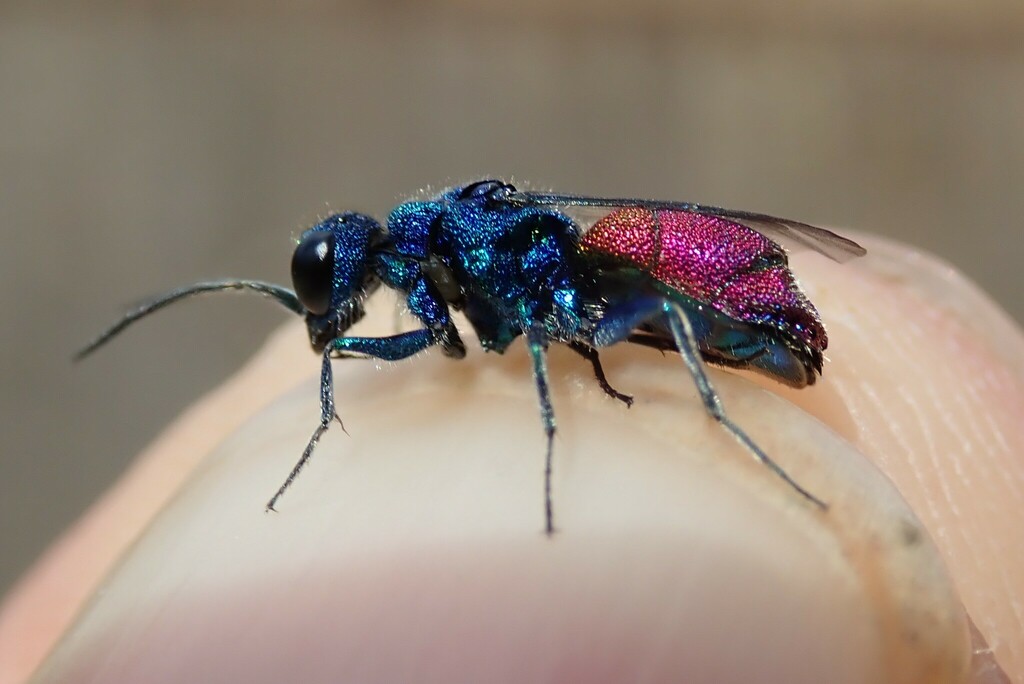 Chrysis mysticalis