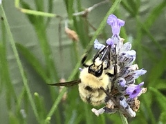 Bombus flavifrons