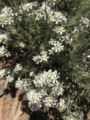 Leptosiphon nuttallii pubescens