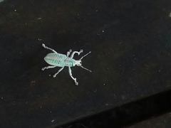 Compsus viridivittatus