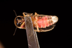Heterophotinus
