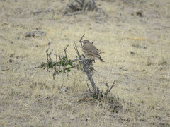 Geositta cunicularia