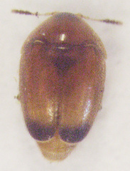 Sericoderus apicalis
