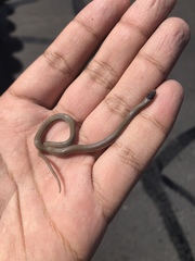 Tantilla hobartsmithi