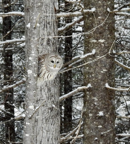 Barred Owl photographed in New Hampshire