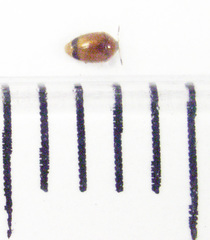 Sericoderus apicalis