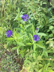Centaurea montana