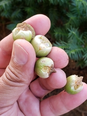 Callirhytis quercusoperator