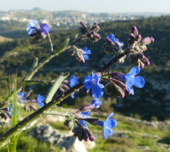 Anchusa strigosa