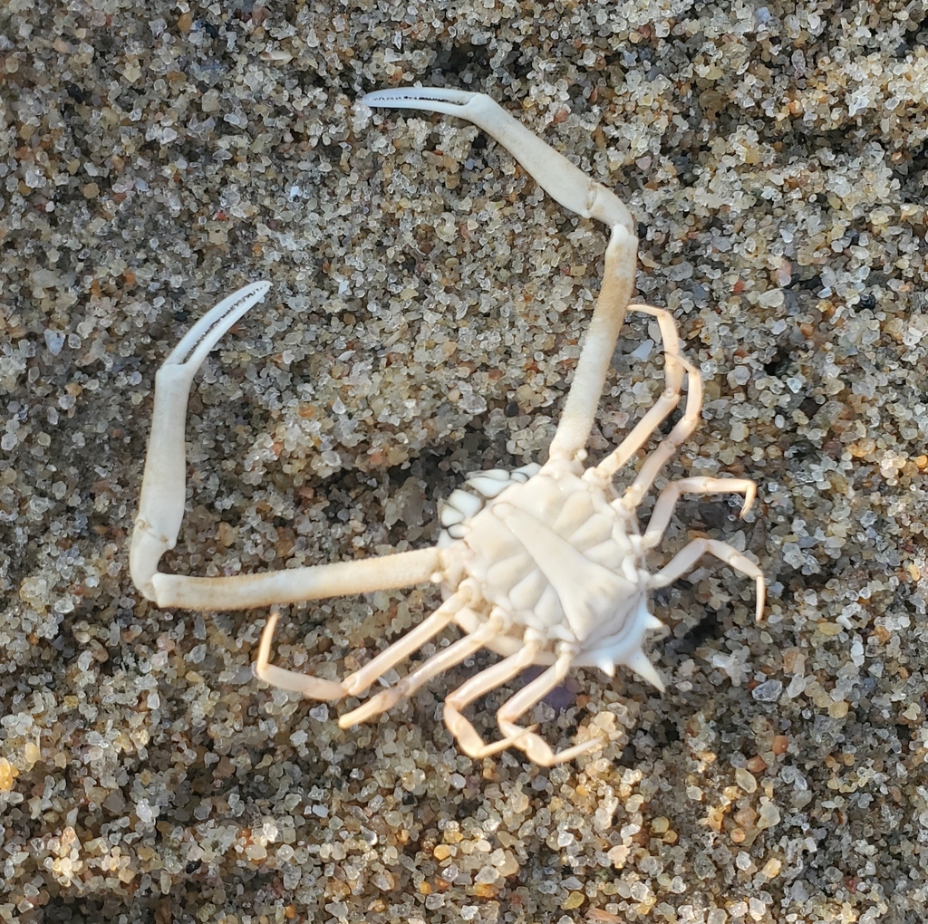 Fleeting purse crab