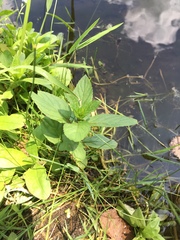 Mentha × piperita