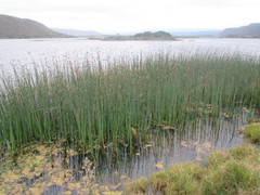 Schoenoplectus scirpoides