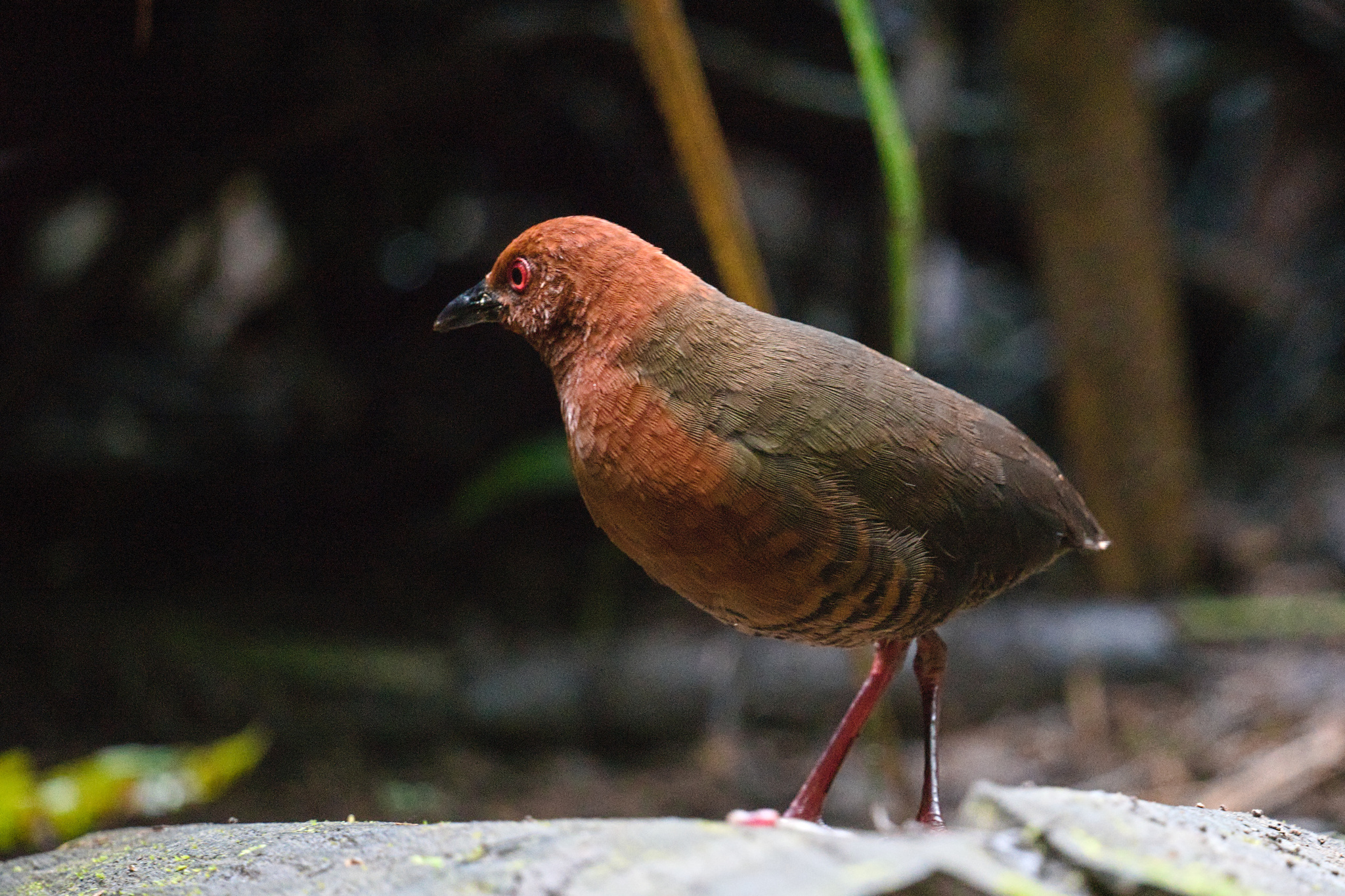 Black-banded Crake illustration