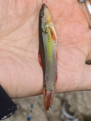 Beautiful Hillstream Loach photo 2