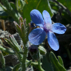 Anchusa strigosa