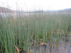 Schoenoplectus scirpoides