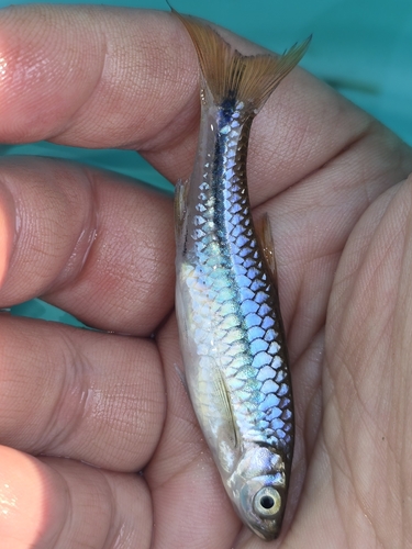 Chinese rasbora (Rasbora steineri) — Cyprinidae — 3