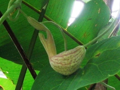 Aristolochia didyma