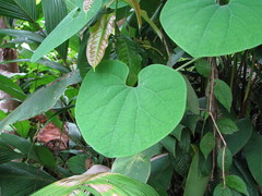 Aristolochia didyma