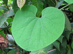 Aristolochia didyma