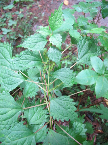 Boehmeria spicata iNat (2)