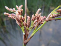 Schoenoplectus scirpoides