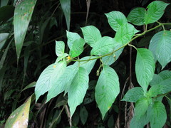 Image of Besleria pauciflora