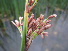 Schoenoplectus scirpoides
