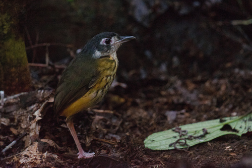 White-lored Antpitta (Myrmothera fulviventris), photo 7