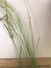 Carex interior