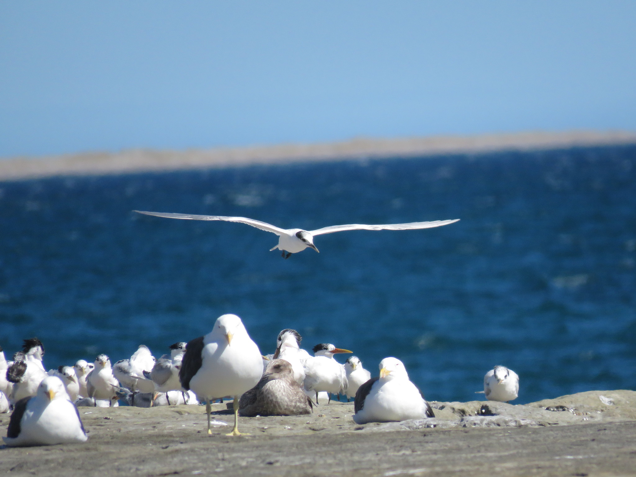 Sandwich Tern