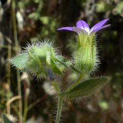 Campanula hierosolymitana