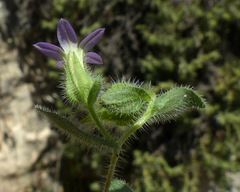 Campanula hierosolymitana
