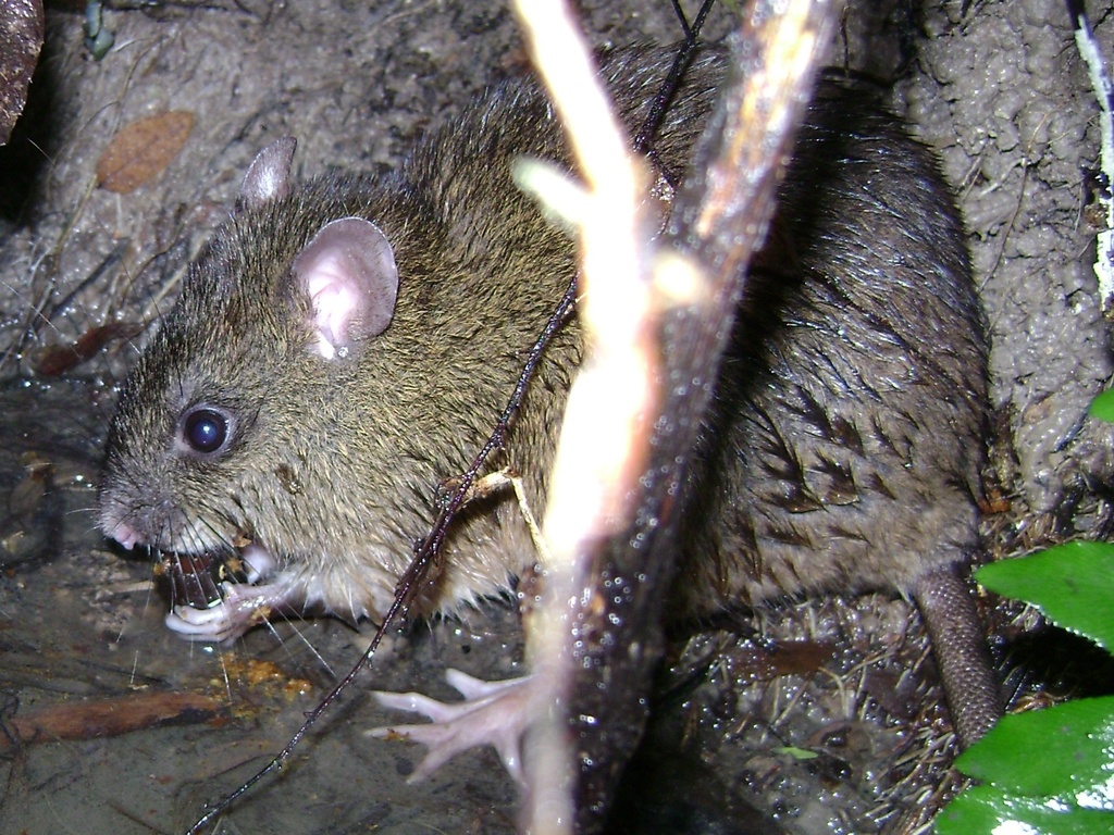 South American Water Rats